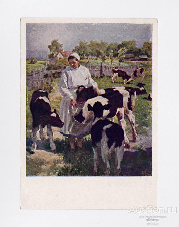 Открытка СССР. Знатная телятница. Художник А.П. Левитин, 1952 г, чистая, соцреализм