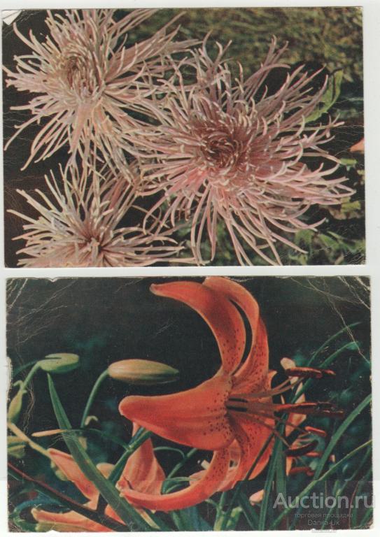 Открытки. Хризантемы.1959г. Лилии.1959г. (6.976)