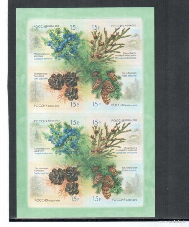 РФ,  2013 г. , флора, шишки хвойных деревьев,  лист, **