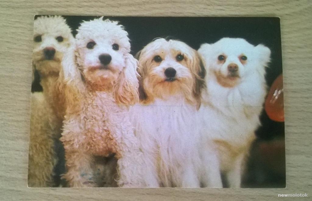 Календарь календарик карманный Цирк Животные  Собаки 1984 г. СССР