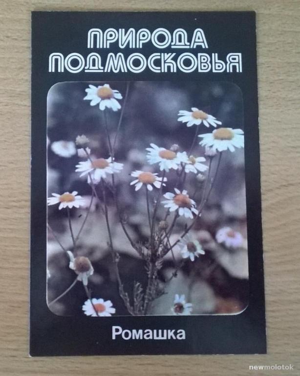 Календарь  календарик карманный Растения Природа Подмосковья Ромашка 1990 г. СССР