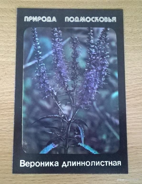 Календарь  календарик карманный Растения Природа Подмосковья Вероника длиннолистная 1990 г. СССР