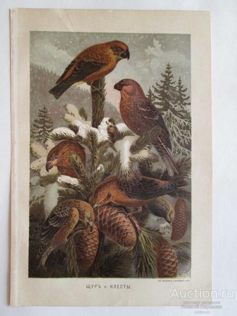 ПТИЦЫ. Хромолитография 1897 года.Лит. Штадлеръ и Паттинотъ. С.П.Б.