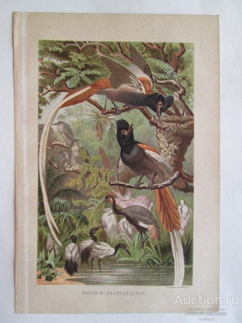 РАЙСКИЕ ВЕЕРОХВОСТКИ. Хромолитография 1897 года.Лит. Штадлеръ и Паттинотъ. С.П.Б.