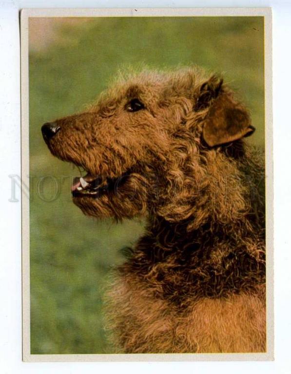 Эрдельтерьер Купить Щенка В Казани