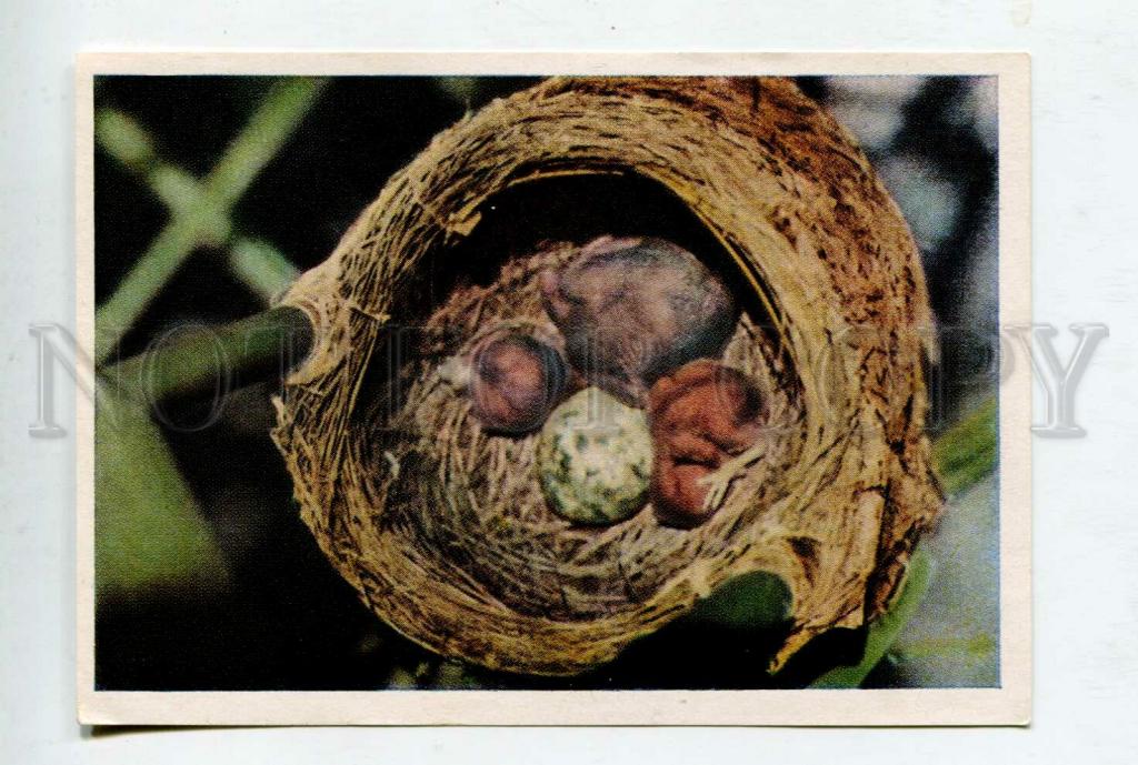 427866 Nordmark РЫБАК Blankensee птица гнездо РЕКЛАМА Гольштейн ...