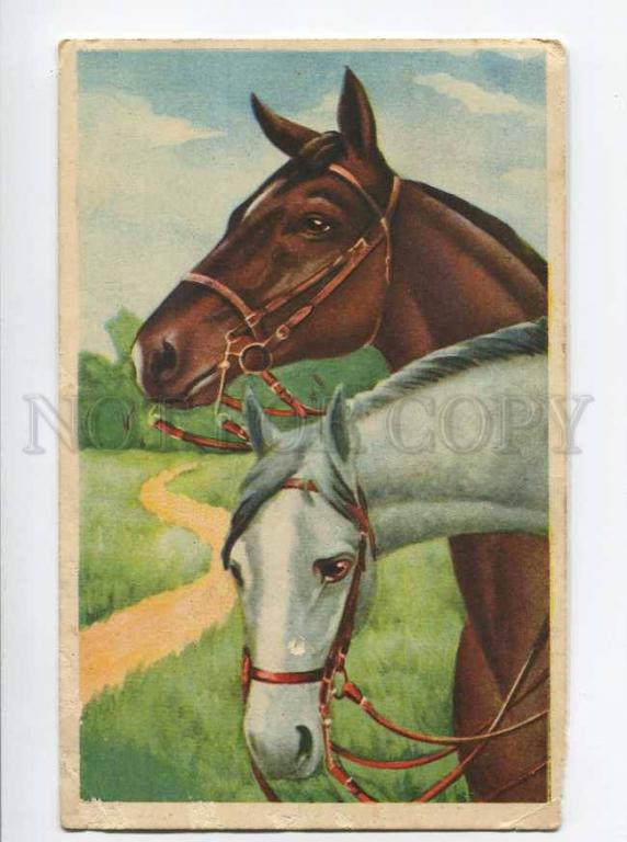 Человек на коне. Русская тройка армавир. Brown horse vertical. Глава лошади. Голова лошади рисунок.