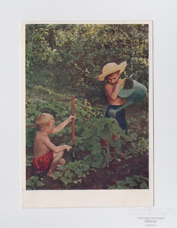 Открытка СССР. Юные садоводы. Иванов, 1955, чистая,  дети, огород, полив, шляпа, зелень