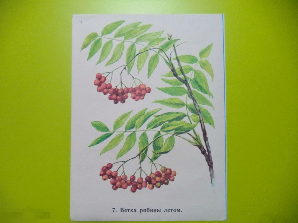 Летняя рябина рисунок