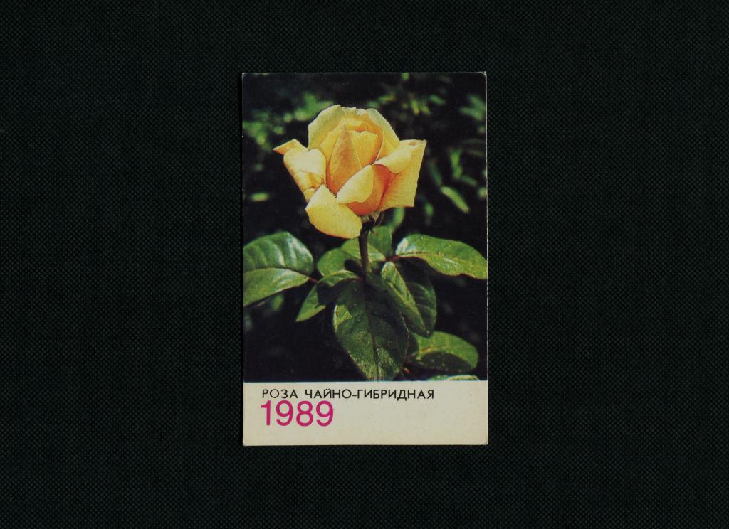 Роза чайно-гибридная. 1989 год. Карманный календарь. Календарик. # 4960.