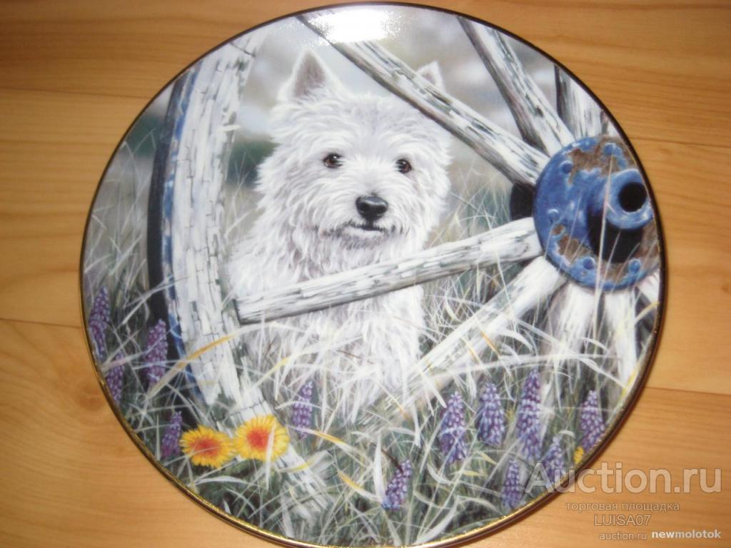 Тарелка настенная Собаки Собачки Щенки Вестхайлендтерьер