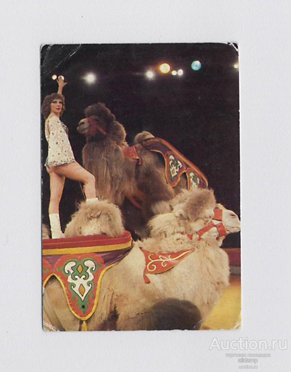 Календарь карманный, СССР, Цирк, Любовь Федотова, артист, верблюд, животные, арена, 1984 год