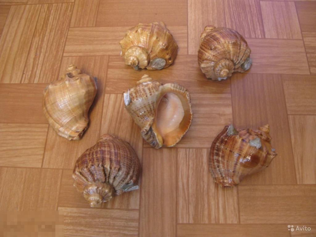 Раковины для аквариума 