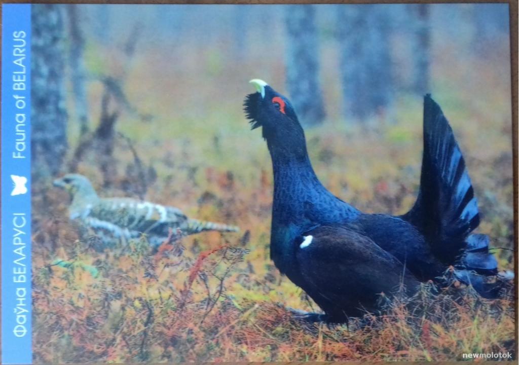 ОТКРЫТКА ПОЧТОВАЯ ЧИСТАЯ ФАУНА БЕЛАРУСЬ ГЛУХАРЬ 2011 ГОД ТИРАЖ 5000 ОТЛИЧНОЕ СОСТОЯНИЕ