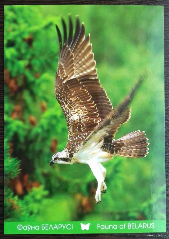 ОТКРЫТКА ПОЧТОВАЯ ЧИСТАЯ ФАУНА БЕЛАРУСЬ СКОПА 2011 ГОД ТИРАЖ 5000 ОТЛИЧНОЕ СОСТОЯНИЕ