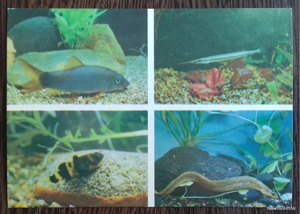 ОТКРЫТКА КАРТОЧКА КОЛЛЕКЦИОННАЯ ФАУНА АКВАРИУМНЫЕ РЫБЫ СССР 1985 ГОД ОТЛИЧНОЕ СОСТОЯНИЕ