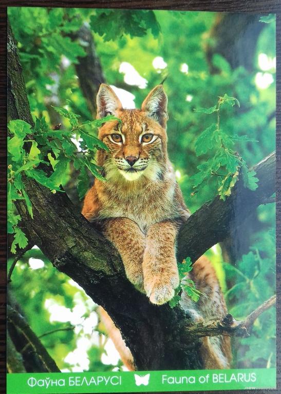 ОТКРЫТКА ПОЧТОВАЯ ЧИСТАЯ ФАУНА БЕЛАРУСЬ ЕВРОПЕЙСКАЯ РЫСЬ 2011 ГОД ТИРАЖ 5000 ОТЛИЧНОЕ СОСТОЯНИЕ
