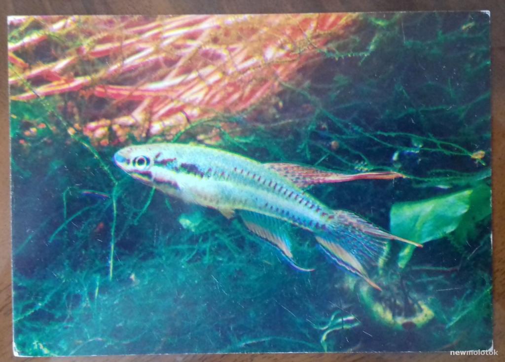 ОТКРЫТКА КАРТОЧКА КОЛЛЕКЦИОННАЯ ФАУНА АКВАРИУМНЫЕ РЫБЫ АФИОЗЕМИОН ДВУХПОЛОСЫЙ 1980 ГОД