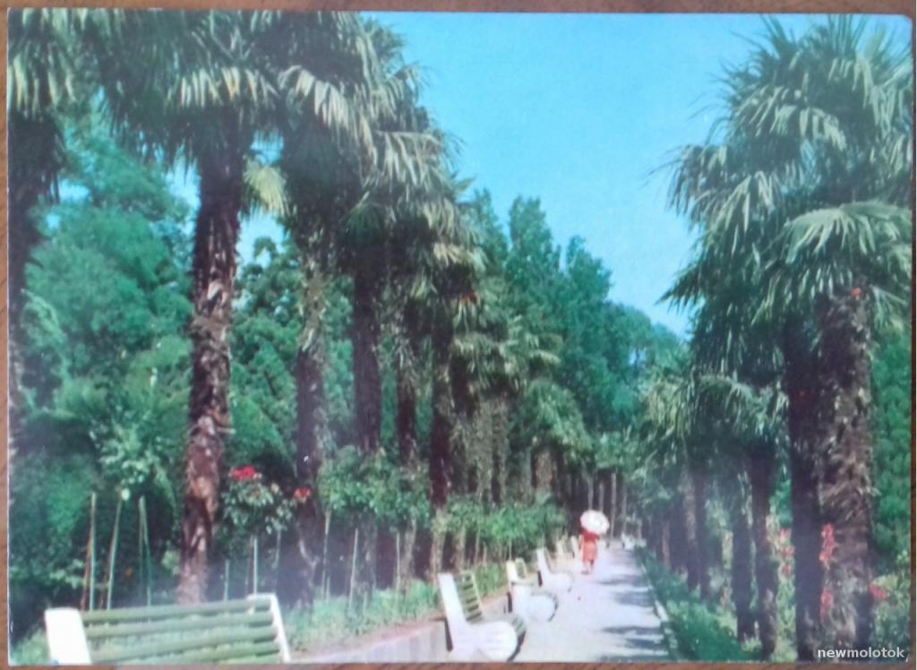 ОТКРЫТКА КАРТОЧКА ПОЧТОВАЯ ЧИСТАЯ КРЫМ АЛУПКА ПАЛЬМОВАЯ АЛЛЕЯ 1971 ГОД ИЗДАТЕЛЬСТВО КИЕВ