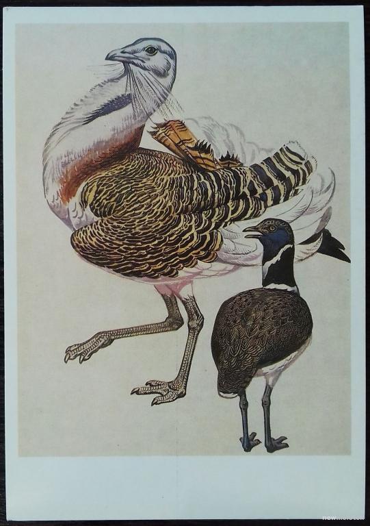 ОТКРЫТКА КАРТОЧКА КРАСНАЯ КНИГА СССР ДРОФА СТРЕПЕТ 1984 ГОД  ОТЛИЧНОЕ СОСТОЯНИЕ