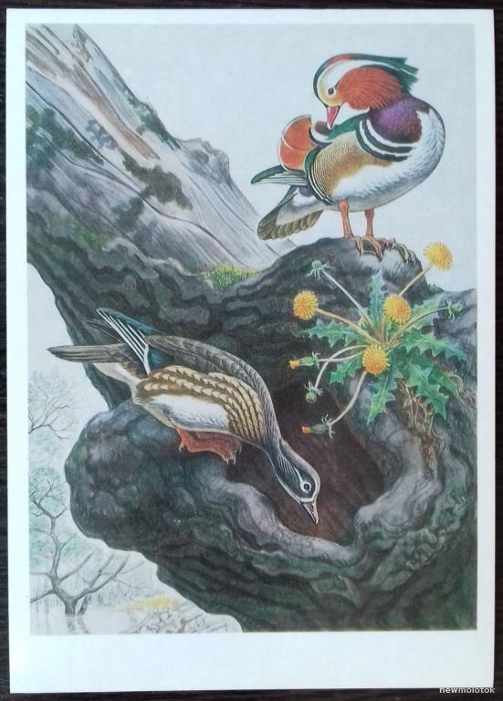 ОТКРЫТКА КАРТОЧКА КРАСНАЯ КНИГА СССР МАНДАРИНКА 1984 ГОД  ОТЛИЧНОЕ СОСТОЯНИЕ