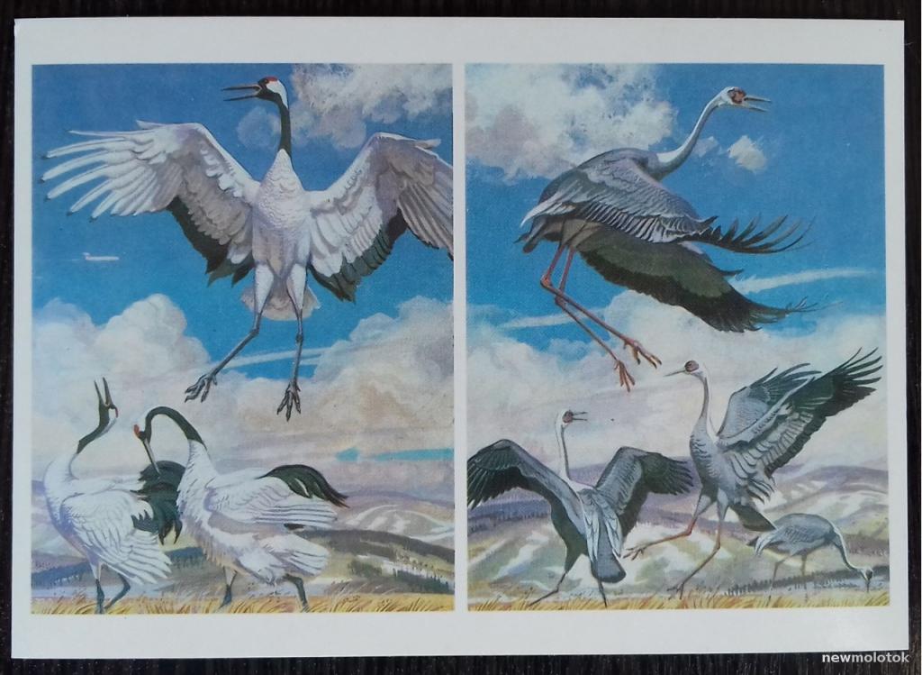 ОТКРЫТКА КАРТОЧКА КРАСНАЯ КНИГА ЯПОНСКИЙ ЖУРАВЛЬ ДАУРСКИЙ ЖУРАВЛЬ 1984 ГОД ОТЛИЧНОЕ СОСТОЯНИЕ