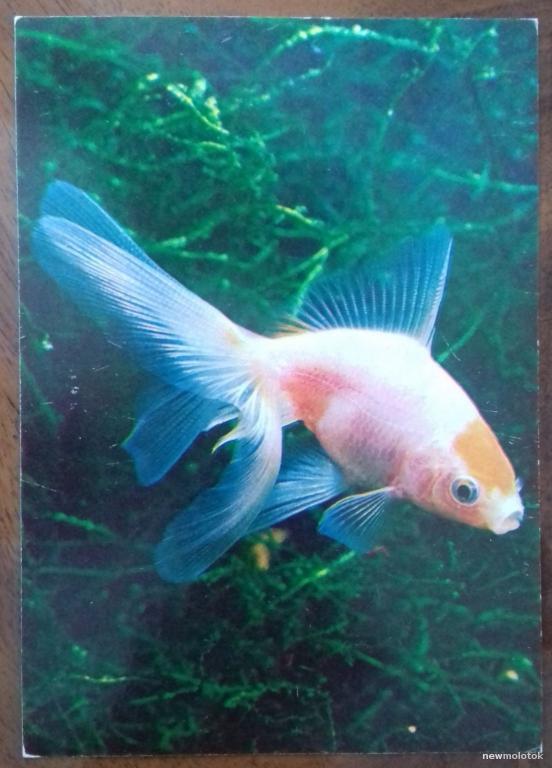 ОТКРЫТКА КАРТОЧКА КОЛЛЕКЦИОННАЯ ФАУНА АКВАРИУМНЫЕ РЫБЫ ЗОЛОТАЯ РЫБКА КРАСНАЯ ШАПОЧКА 1980 ГОД