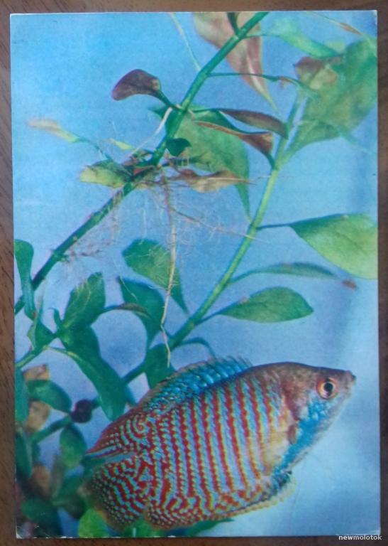 ОТКРЫТКА КАРТОЧКА КОЛЛЕКЦИОННАЯ ФАУНА АКВАРИУМНЫЕ РЫБЫ ЛЯЛИУС РАДУЖНАЯ РЫБКА 1980 ГОД