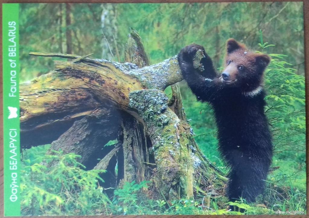 ОТКРЫТКА ПОЧТОВАЯ ЧИСТАЯ ФАУНА БЕЛАРУСЬ БУРЫЙ МЕДВЕДЬ МЕДВЕЖОНОК 2011 ГОД ТИРАЖ 5000 ОТЛИЧНОЕ
