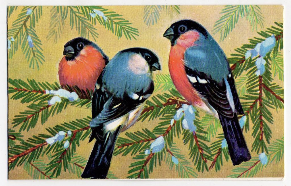 Открытка. С Новым годом. Снегири. Птицы Елка Двойная Подписанная 1978 г. СССР