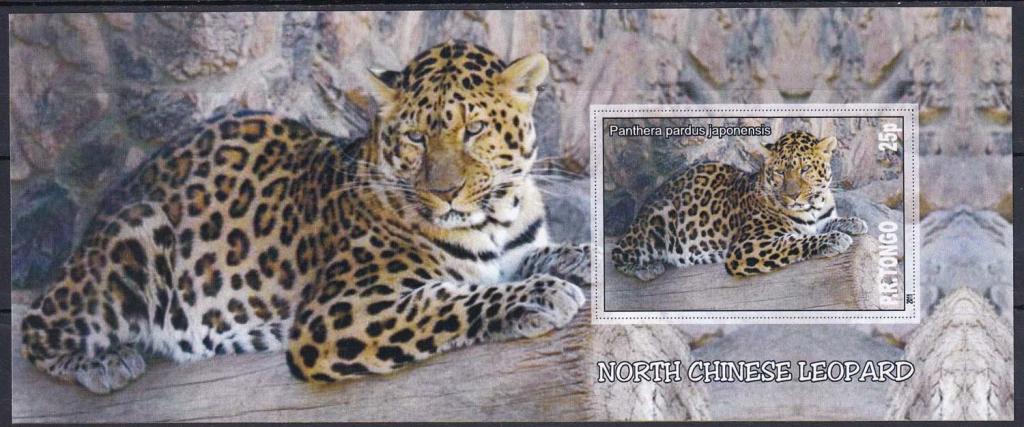 Tongo, Тонго - 2011 - Леопарды - 01