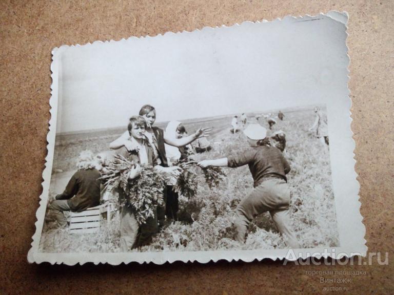 Любительское фото Советские студенты на сельхозработах Сбор моркови 70-е гг