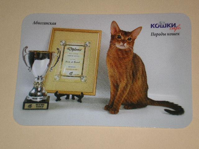 2009 КОШКИ Абиссинская Питомник (481)