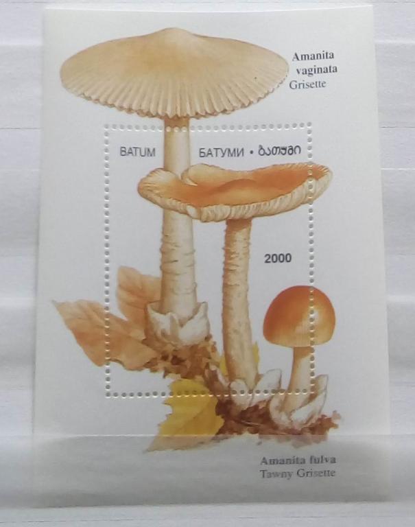 Грузия. Аджария Батуми 2000. Флора. Грибы.  Блок чистый. MNH**