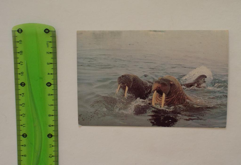 открытка Моржи (морж) Вейсман, 1985, чистая