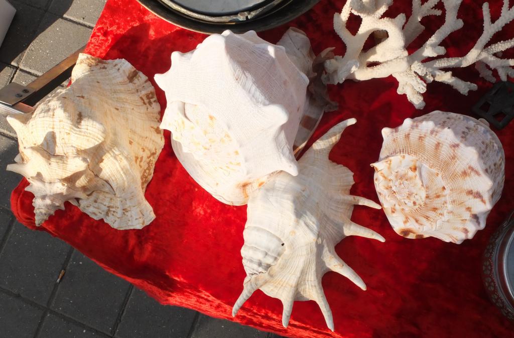 раковины океанические крупные 4 шт, коллекция