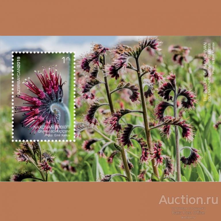 Азербайджан. Природа Нахичевань. Цветы Solenanthus circinnatus
