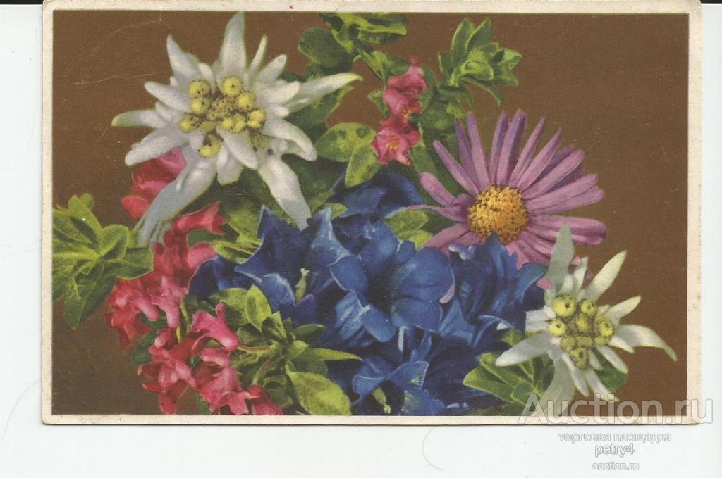 13275.Горные цветы.Эдельвейс.