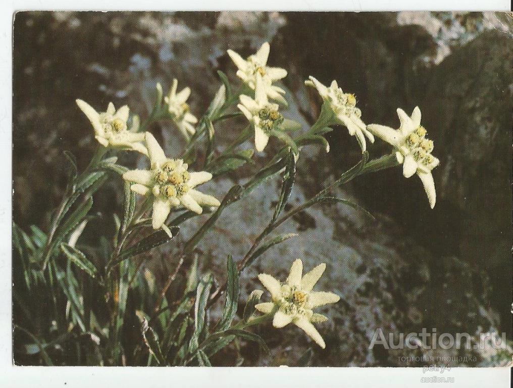 13279.Горные цветы.Эдельвейс.