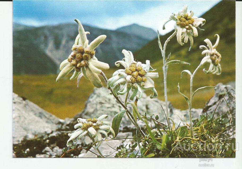 13271.Горные цветы.Эдельвейс.