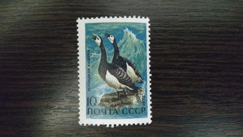 Марки.СССР.1972.Фауна.Белощекая казарка.Чистые.Михель 0,61 евро.Сост.идеальное