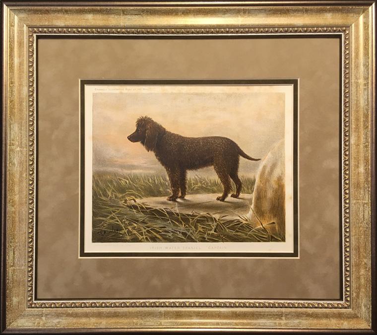 1881 год. Ирландский водяной спаниель, хромолит. R0674