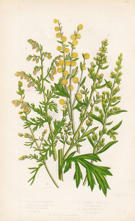 1860-е гг. Цветочная хромолитография Анны Пратт S23169