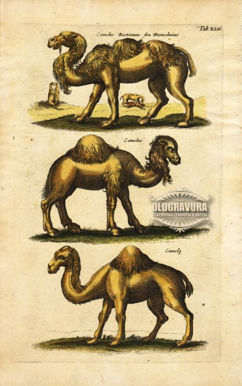1657 год. Верблюды, Маттеус Мериан Мл., гравюра, акварель S23741
