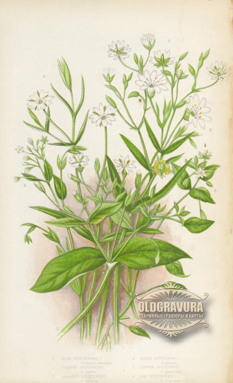 1860-е гг. Цветочная хромолитография Анны Пратт S23121