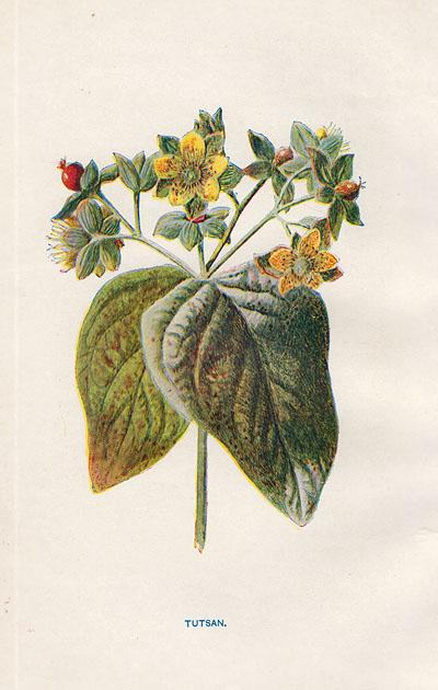 1900-е гг. Известные полевые цветы и растения S3473