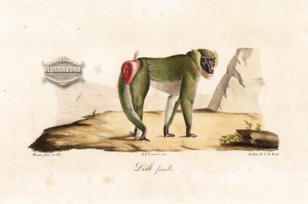 1819 год. Мартышка Дрил, большая литография, акварель S23743