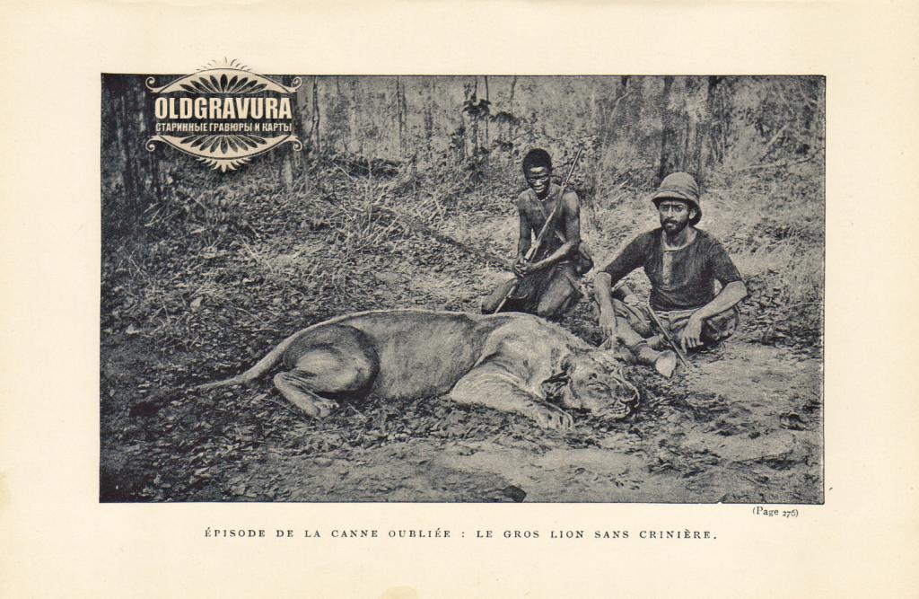 1899 год. Охота на льва, фототипия S23892