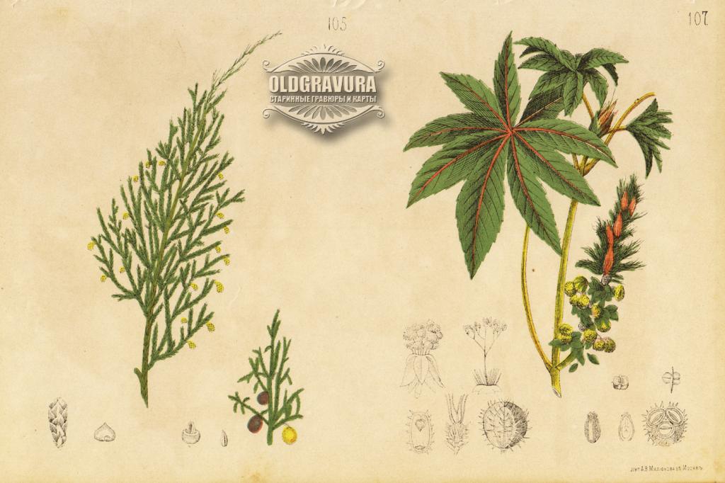 1885 год. Можжевельник и Клещевина, литография лечебного травника S23823