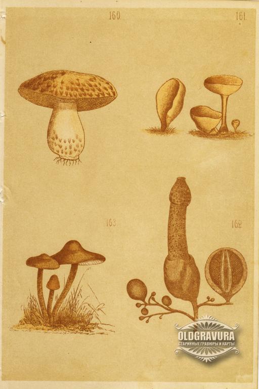 1885 год. Съедобные грибы - Синяк, Пецица, Весёлка и Опёнок S23851